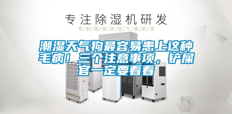 潮濕天氣狗最容易患上這種毛病!三個(gè)注意事項(xiàng),鏟屎官一定要看看