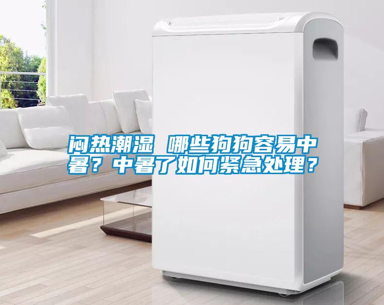 悶熱潮濕 哪些狗狗容易中暑？中暑了如何緊急處理？
