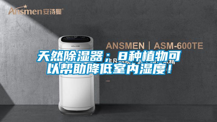 天然除濕器;8種植物可以幫助降低室內濕度!