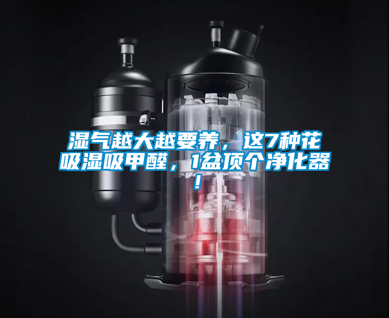 濕氣越大越要養(yǎng)，這7種花吸濕吸甲醛，1盆頂個(gè)凈化器！