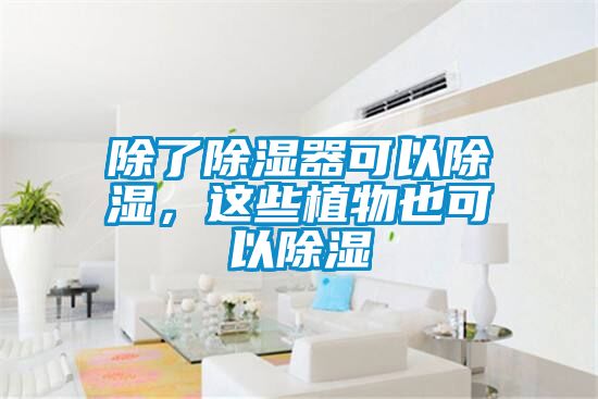 除了除濕器可以除濕，這些植物也可以除濕